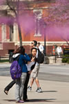 Redbuds splash color across campus, enhancing a Cambus stop near Calvin Hall.