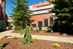 The conifer garden surrounding the walkway between Medical Laboratories and Eckstein Medical Research Building (EMRB), completed in September 2011. Visitors inside the EMRB café can enjoy the garden year-round.