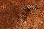 The needles and cones of white pines provide a blanket of colorful mulch for the conifer garden.