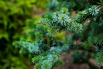 Conifers provide visual interest in every season.