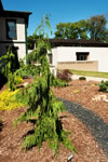 The Dey House conifer garden, which stretches back toward Glenn Schaeffer Library, includes a dry creek bed made of Blackwater limestone that will help alleviate drainage issues.
