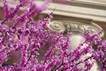 Blooms on one of the many redbuds on campus add color the architecture of Jessup Hall.